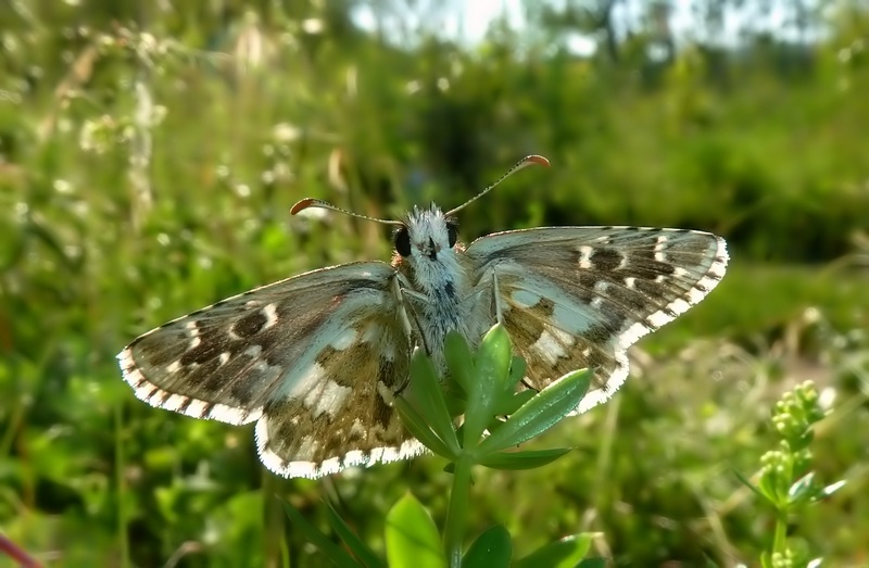 da id: Pyrgus armoricanus???